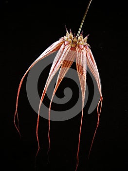 Orchid flower Cirrhopetalum close Up cirro photo